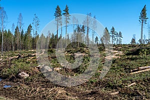 Terrible looking deforestation area with timber and branches on the ground