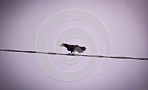A terrible and old crow sits on a wire and croaks with its beak open.