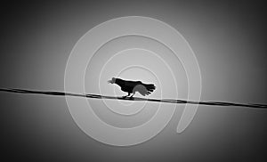 A terrible and old crow sits on a wire and croaks with its beak open. The gloomy situation is inspired by the sight of such a bird