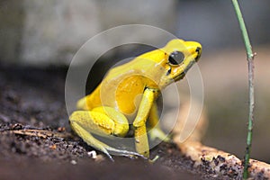 Terrible poison dart frog (Phyllobates bilis)