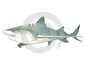 The terrible shark in color vector