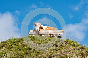 Terribly tired alpine cow leans on a tourist bench. Around a field of wildflowers, green meadow in the scenic mountains in Alps