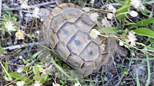 Terricole Mediterranean turtle spur-thighed tortoise