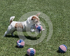 Terrier dog with balls