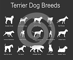 Terrier dog breeds collection vector silhouette illustration isolated on black.