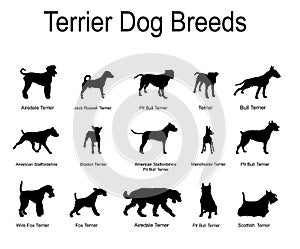 Terrier dog breeds collection vector silhouette illustration isolated on white background