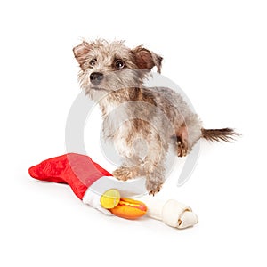 Terrier Dog With Christmas Stocking
