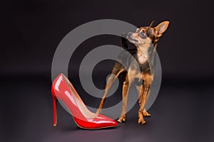 Terrier dog and female red stiletto shoe.