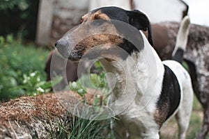 Terrier dog in garden