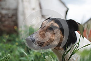 Terrier dog in garden