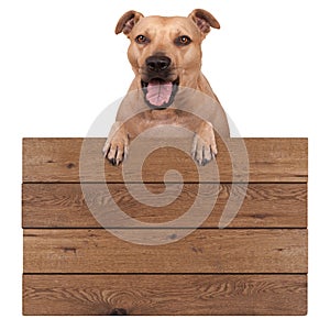 Terrier dog hanging with paws on blank wooden promotional board sign, isolated on white background