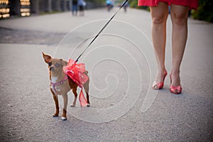 Terrier dog on a leash for a walk with its owner