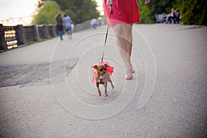 Terrier dog on a leash for a walk with its owner