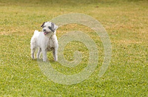 Terrier dog mix