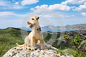 Terrier dog in the mountains on a sky background photo