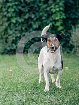 Terrier dog portrait. Foxterrier or jack russell terrier outdoor.