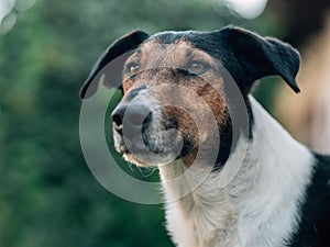 Terrier dog portrait. Foxterrier or jack russell terrier outdoor.