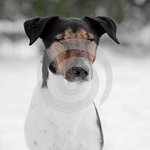 Terrier dog portrait at winter