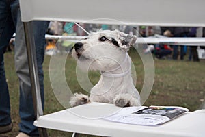 A Terrier dog at an exhibition photo