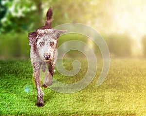 Terrier Dog Running on Grass With Copy Space