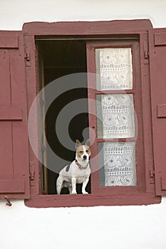 A terrier dog sits in window with red shutters in Sare, France, in Basque Country on the Spanish-French border, near St. Jean de