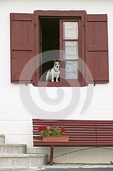 A terrier dog sits in window with red shutters in Sare, France, in Basque Country on the Spanish-French border, near St. Jean de