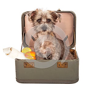 Terrier Dog in Suitcase