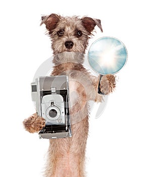 Terrier Dog With Vintage Camera and Flash