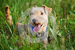 Terrier Dog walking through the tall grass in the field