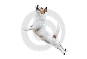 Terrier dog on white jumping and flying high