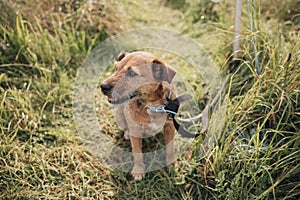 Terrier in the Grass