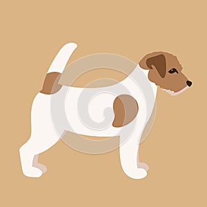 Terrier Jack Russell puppy,vector illustration,flat style, photo