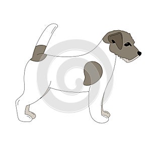 Terrier Jack Russell puppy,vector illustration, lining draw