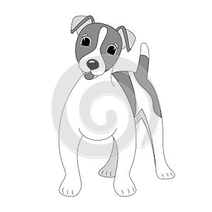 Terrier Jack Russell puppy,vector illustration, lining draw , photo