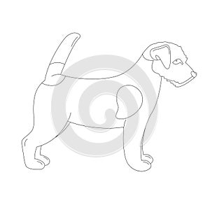 Terrier Jack Russell puppy,vector illustration, lining draw photo