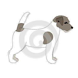 Terrier Jack Russell puppy,vector illustration, lining draw photo