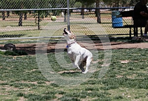 Terrier mix catching a ball at the park