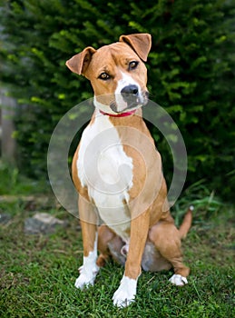 A Terrier mixed breed dog listening with a head tilt