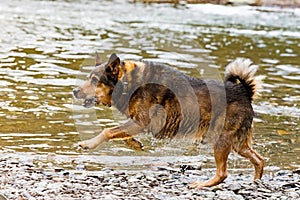 Terrier mixed breed dog playing in the water