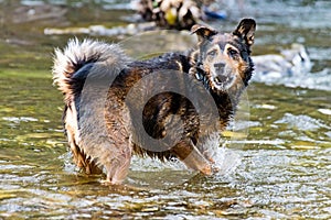 Terrier mixed breed dog playing in the water