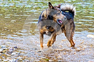 Terrier mixed breed dog playing in the water