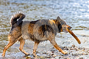 Terrier mixed breed dog playing in the water