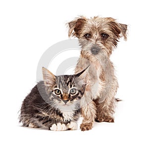 Terrier Mixed Breed Puppy and Tabby Kitten