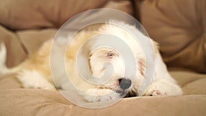 Terrier puppy gnaws a bone, lying on the floor in the living room. A small fluffy golden white Tibetan terrier puppy