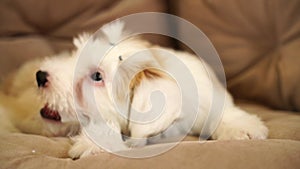 Terrier puppy gnaws a bone, lying on the floor in the living room. A small fluffy golden white Tibetan terrier puppy