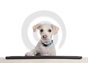 Terrier puppy sitting at a wood table with computer keyboard, paw on keys