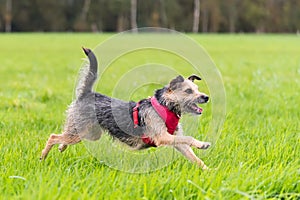 Terrier running across field looking happy