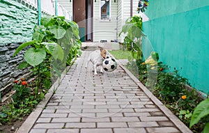 Terrier running with a ball in the backyard