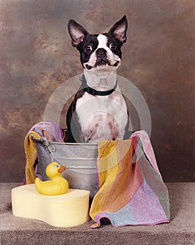 Terrier in a Tub