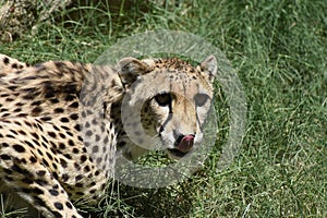 Terrific Cheetah Cat Licking His Nose with His Tongue